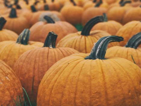 A Harvest of Happenings: Five Fun Fall Activities