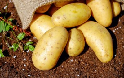 Seven Spectacular Facts About Spuds